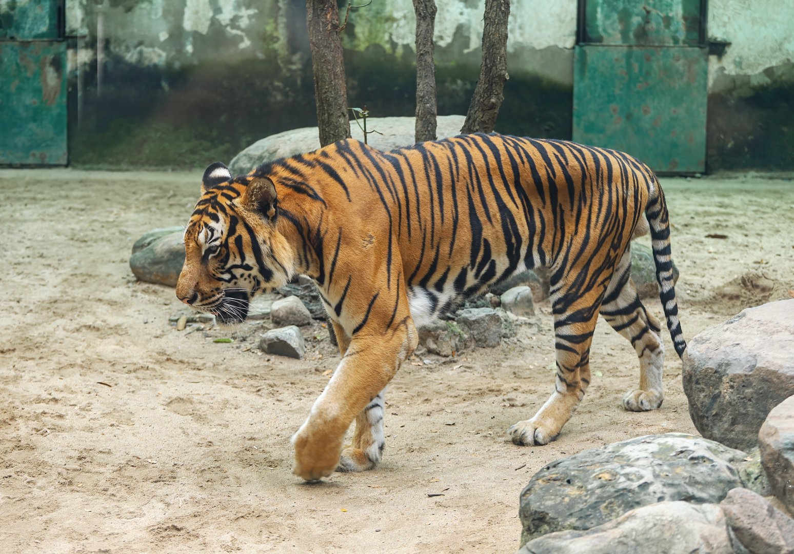 Indochinese tiger