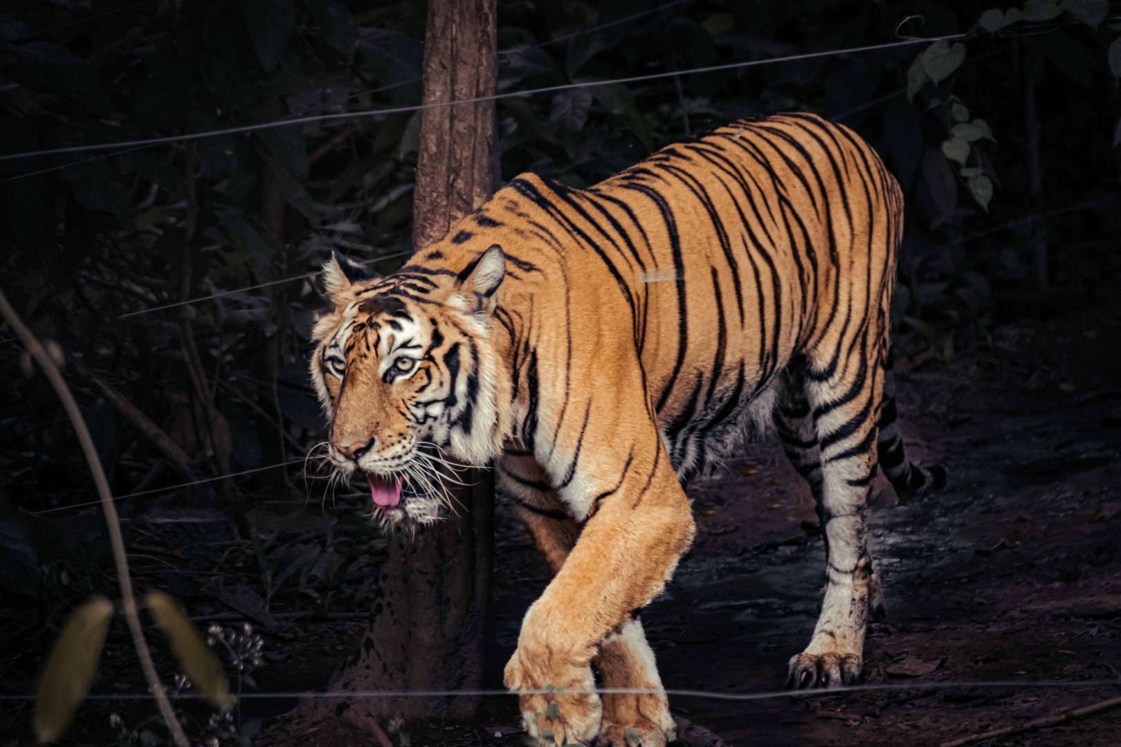 Indochinese Tiger