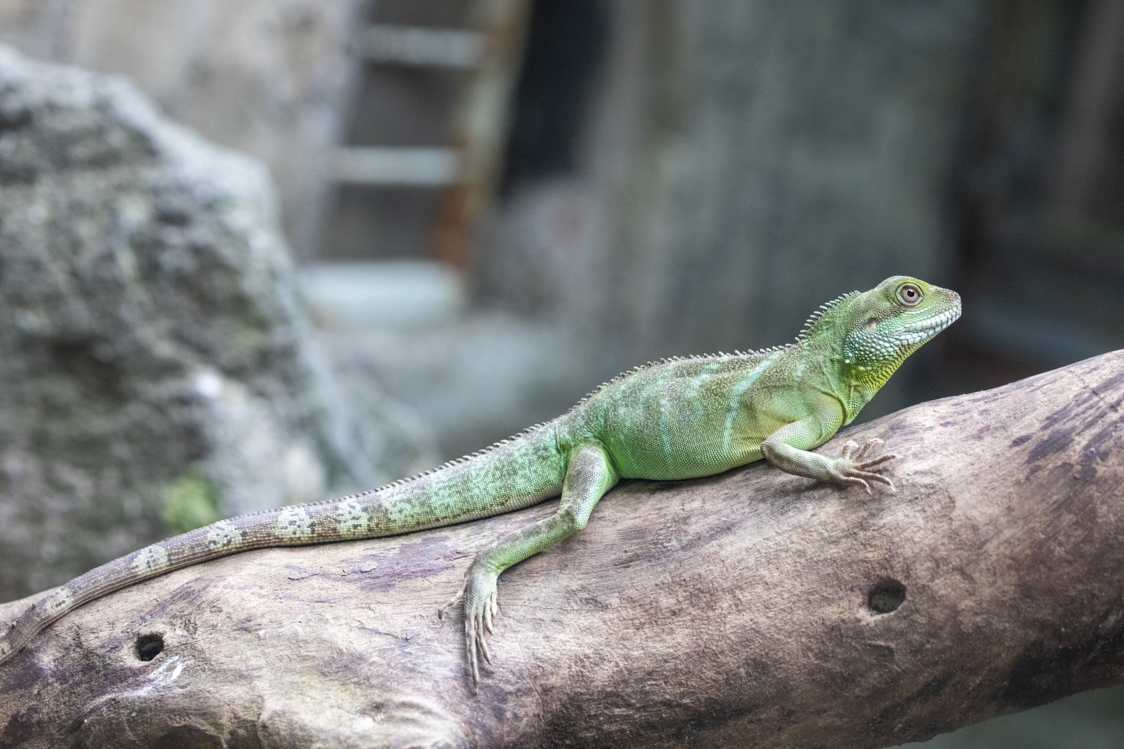 Indochinese water dragon (Physignathus cocincinus)