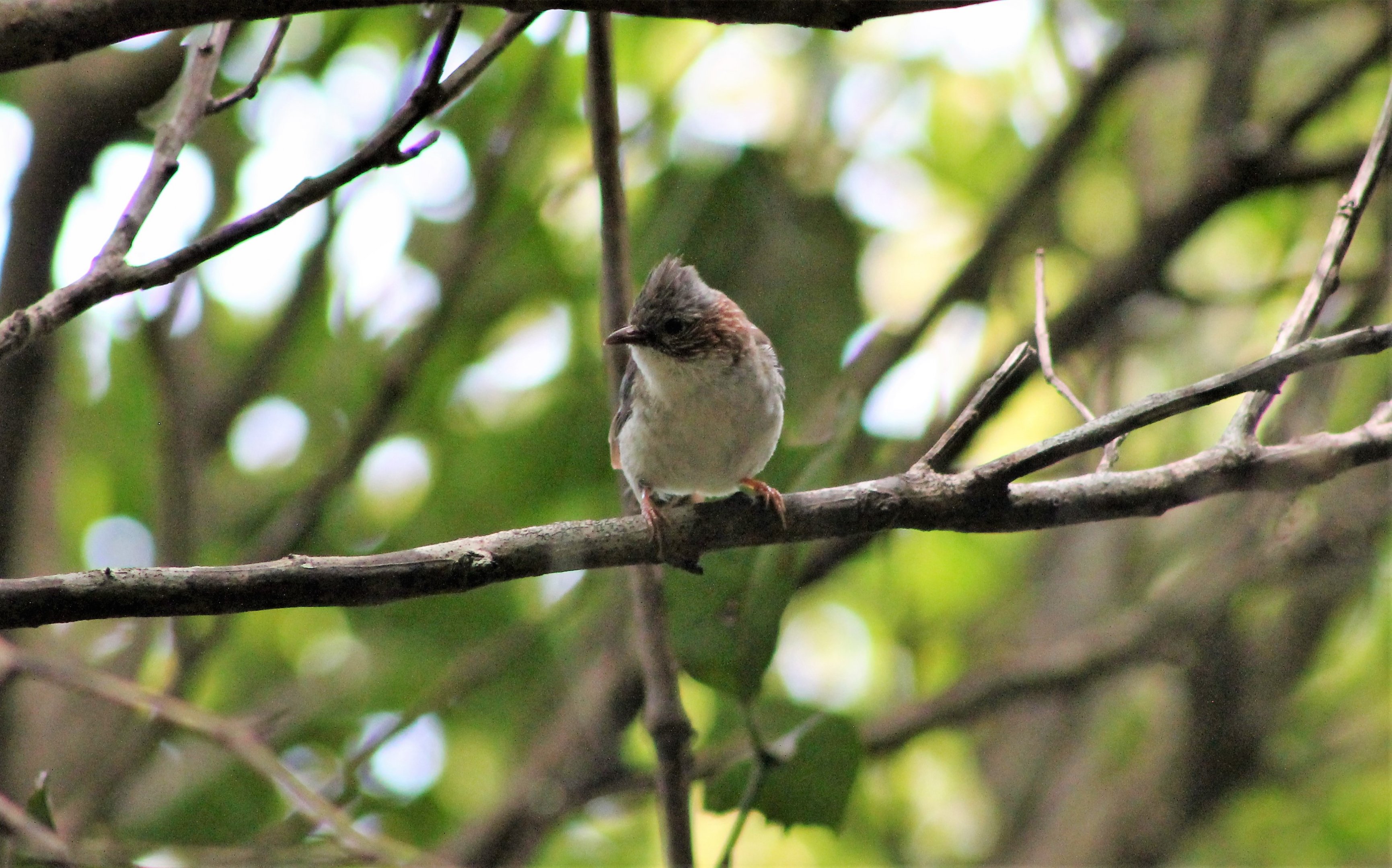 Indochinese Yuhina (Yuhina torqueola)