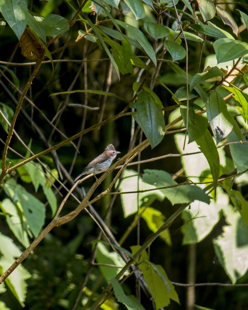 Indochinese yuhina, Yuhina torqueola