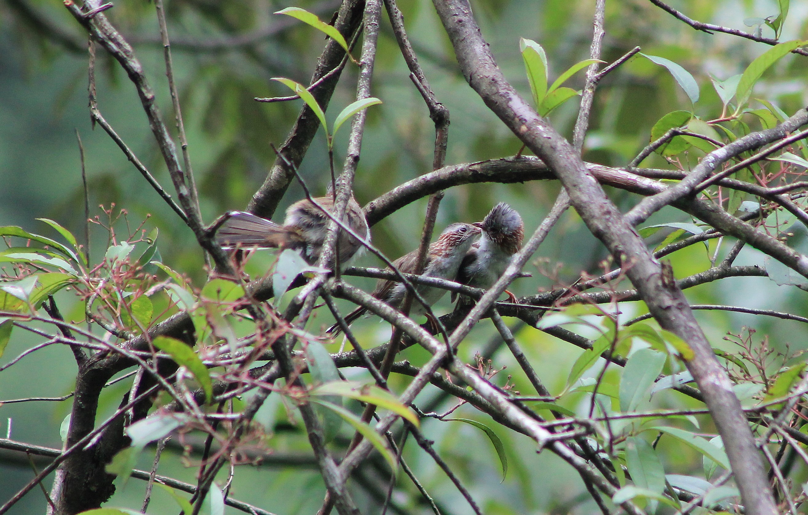 Indochinese Yuhinas (Staphida torqueola)