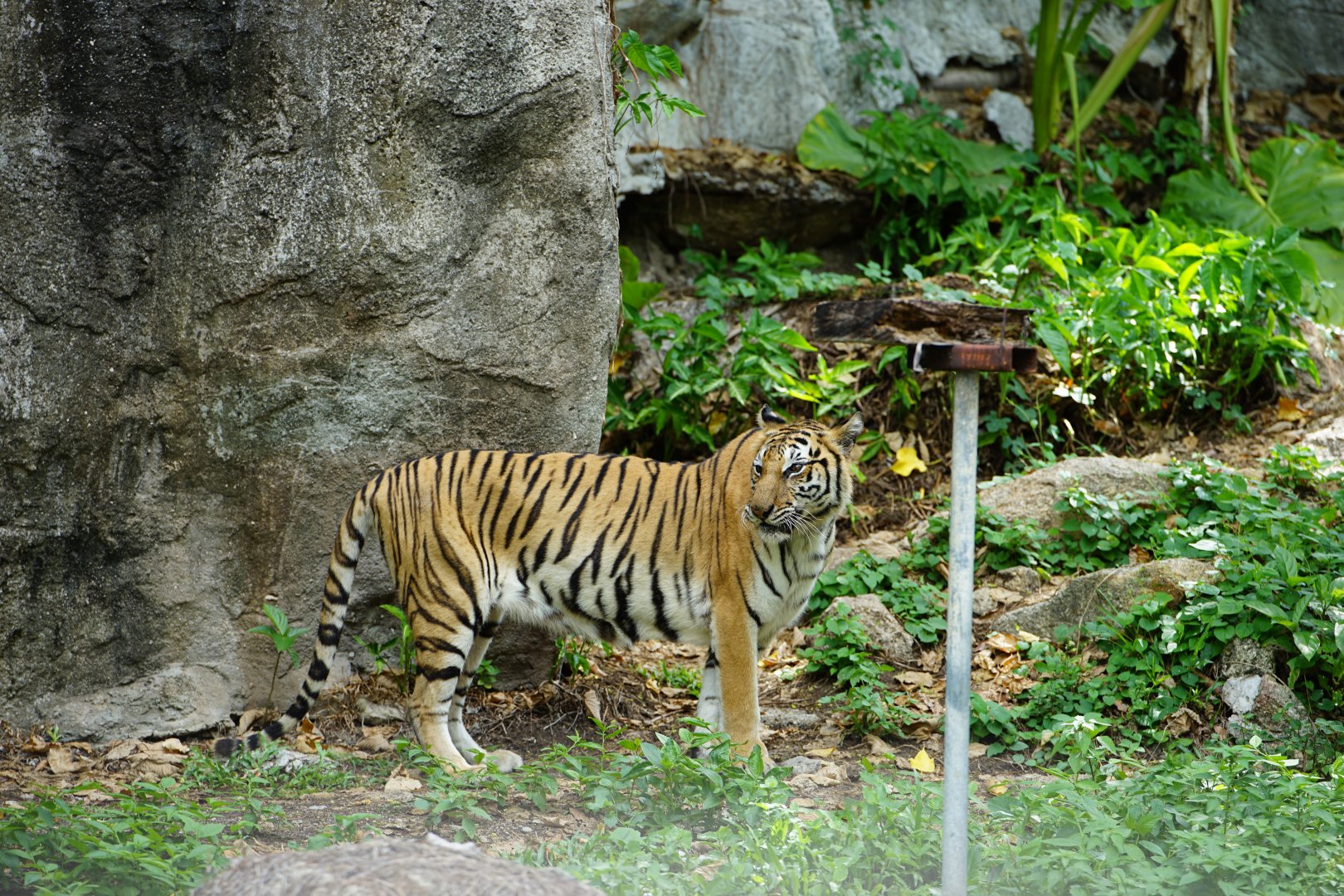 Indochnese  Tiger