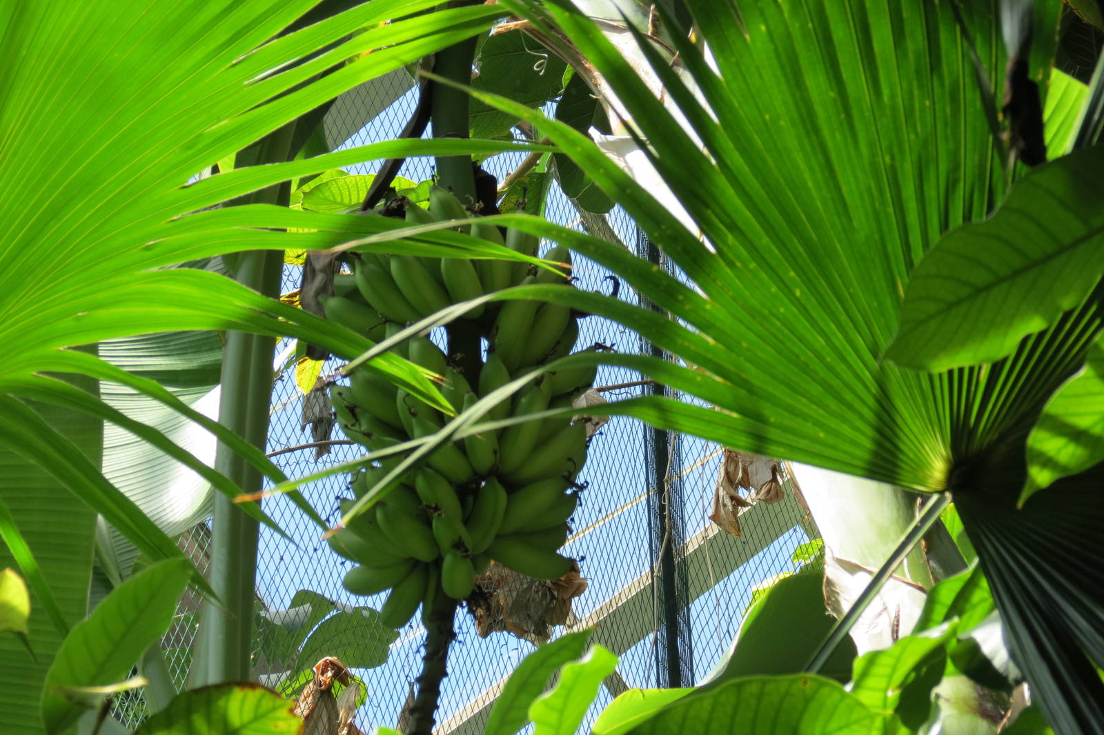 Indomalaya Pavilion banana crop