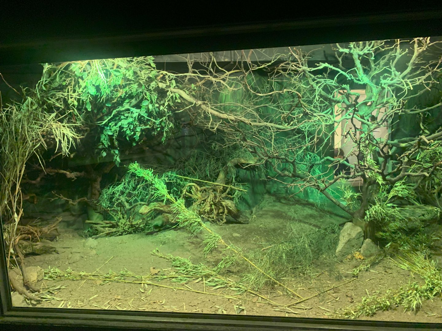 Indomalayan Bamboo Rat and Northern Dry Zone Slender Loris