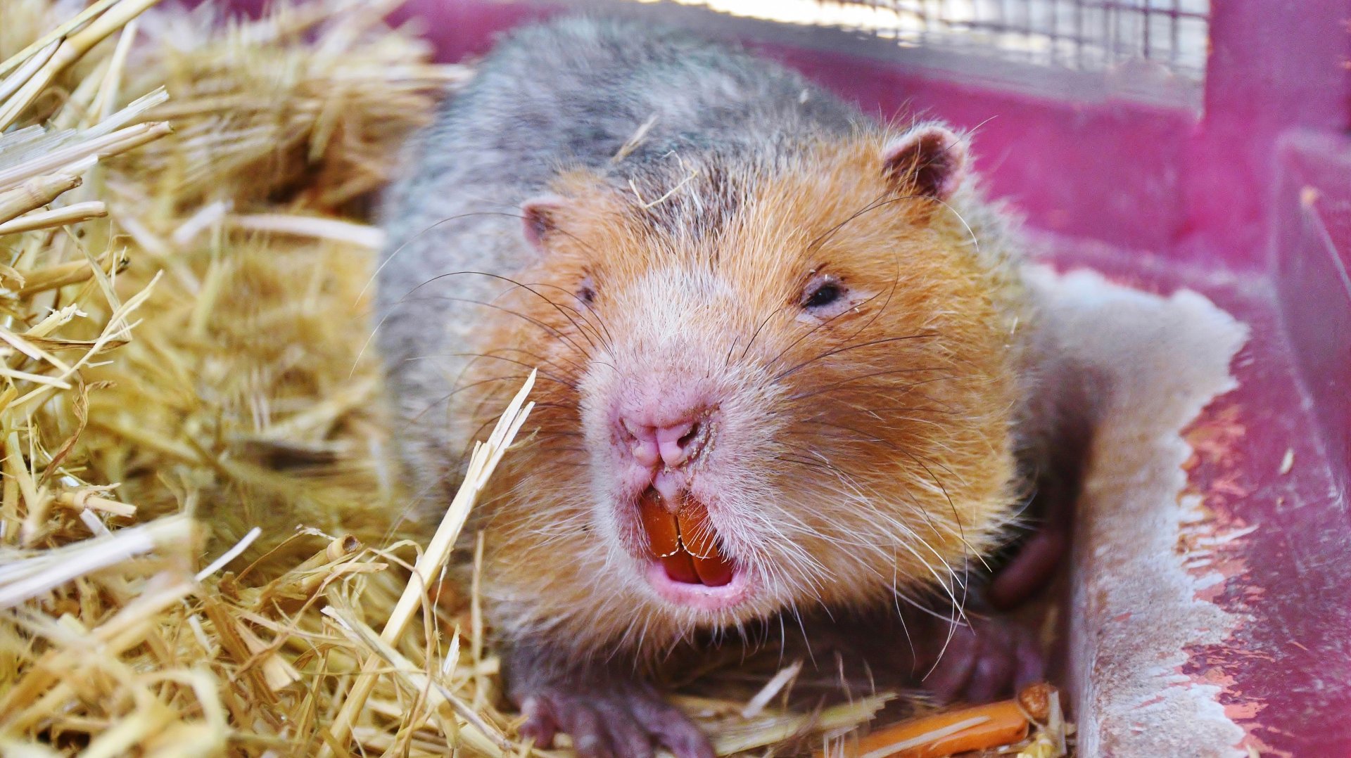 Indomalayan Bamboo Rat (Rhizomys sumatrensis)