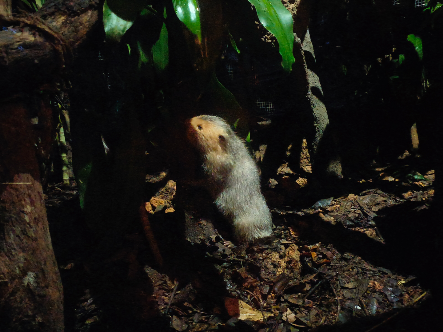 Indomalayan Bamboo Rat (Rhizomys sumatrensis)