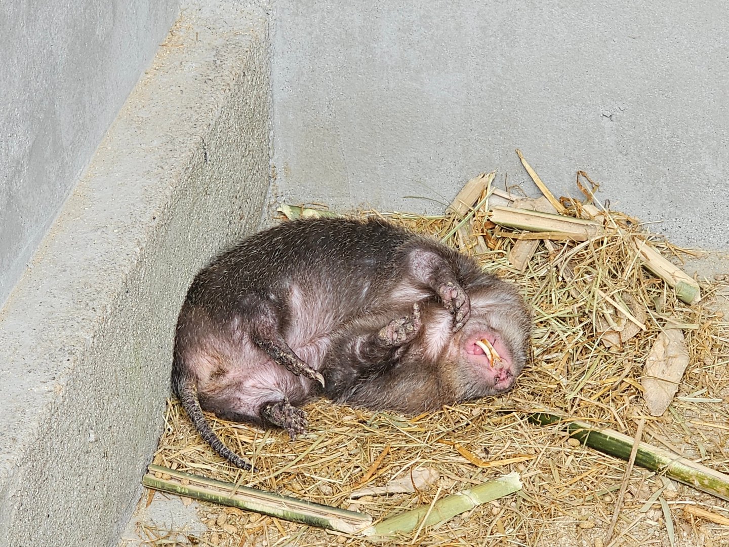 Indomalayan Bamboo Rat Rhizomys sumatrensis (?)
