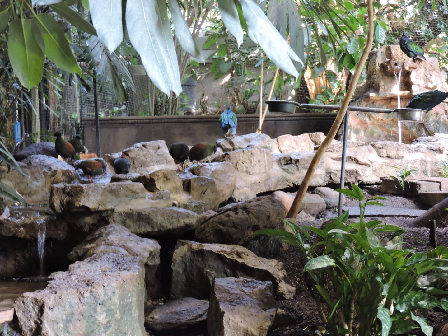 IndoMalayan bird group