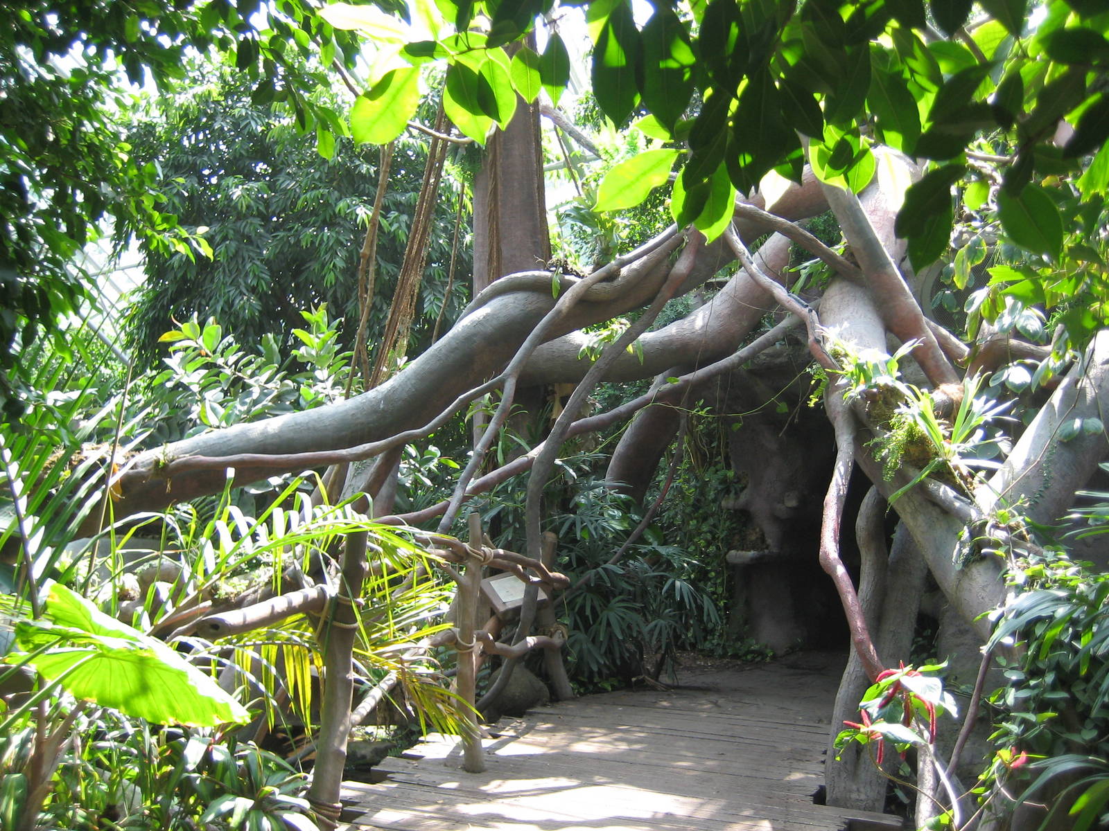 Indonesia jungle Visitor Trail