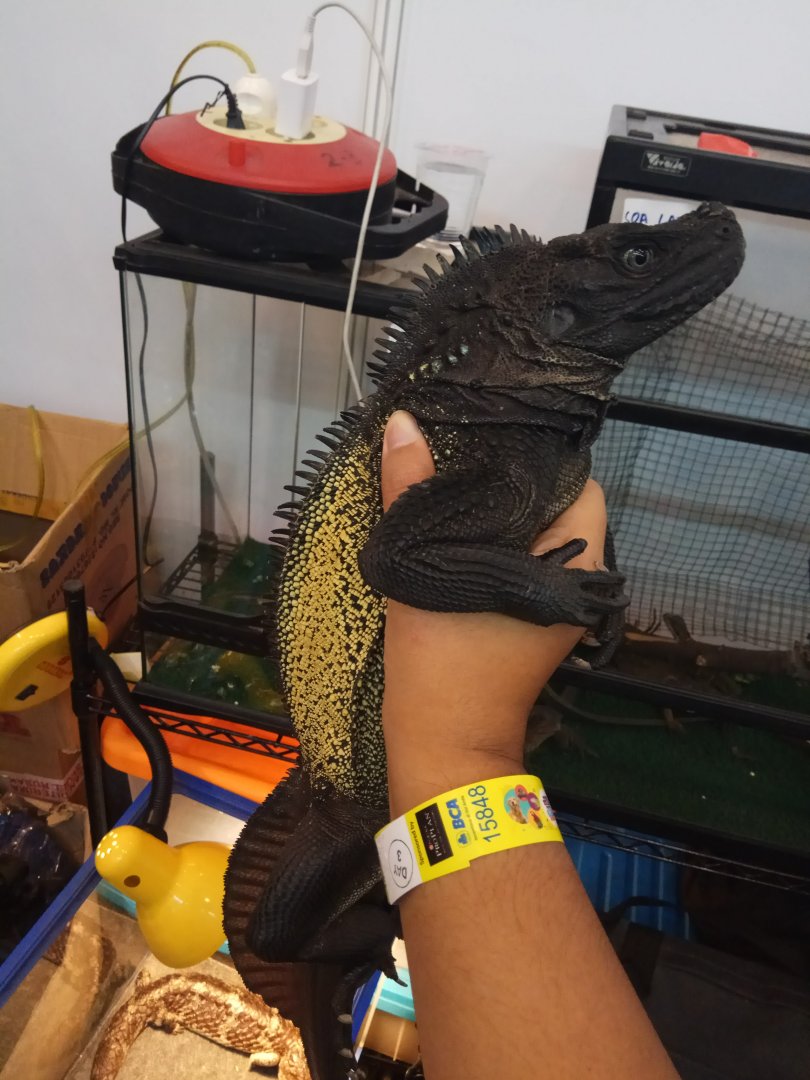 Indonesia Pet Expo 2018 - Amboina Sailfin Dragon (Hydrosaurus amboinensis)
