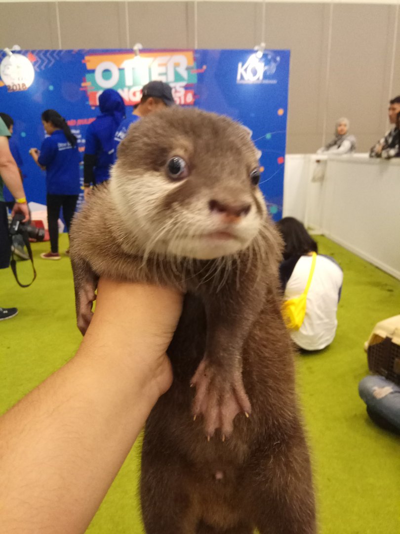 Indonesia Pet Expo 2018 - Asian Small-clawed Otter (Amblonyx cinereus)