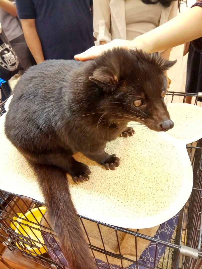 Indonesia Pet Expo 2018 - Melanistic Asian Palm Civet (Paradoxurus hermaphroditus)