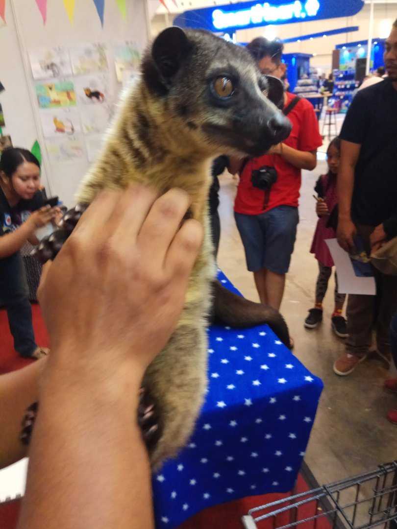 Indonesia Pet Expo 2018 - Small-toothed Palm Civet (Arctogalidia trivirgata)