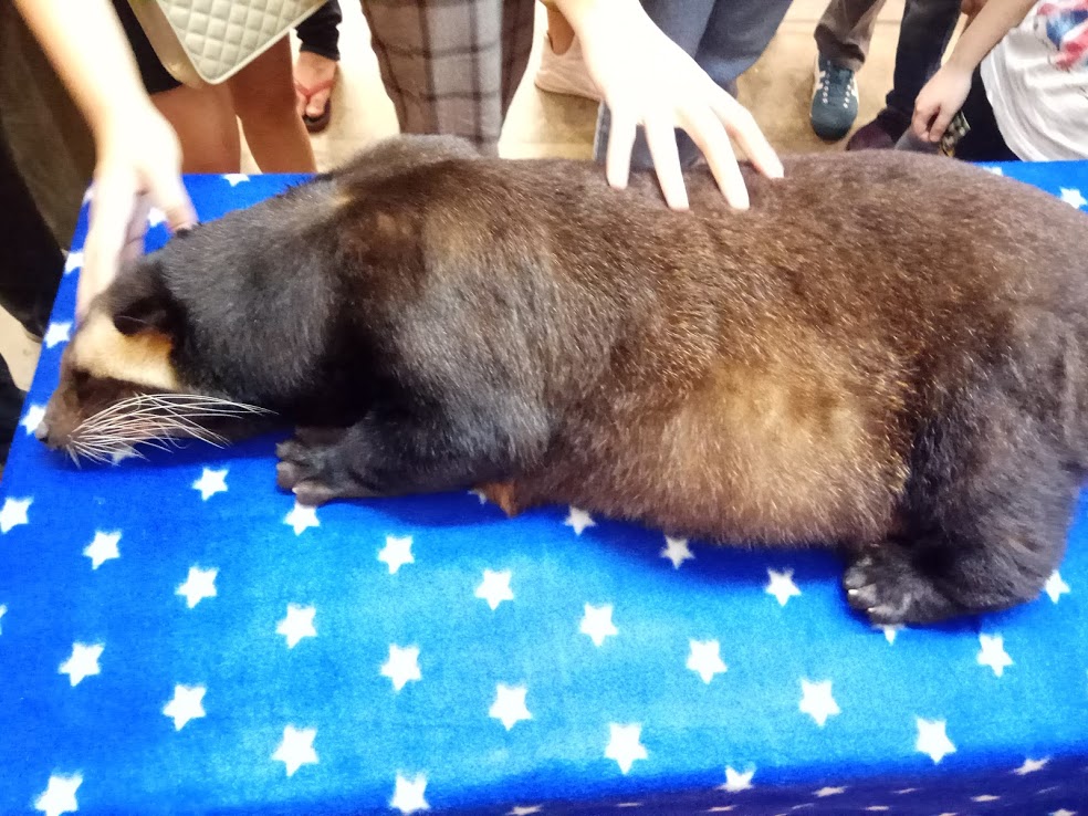 Indonesia Pet Expo 2018 - Sumatran Masked Palm Civet (Paguma larvata leucomystax)