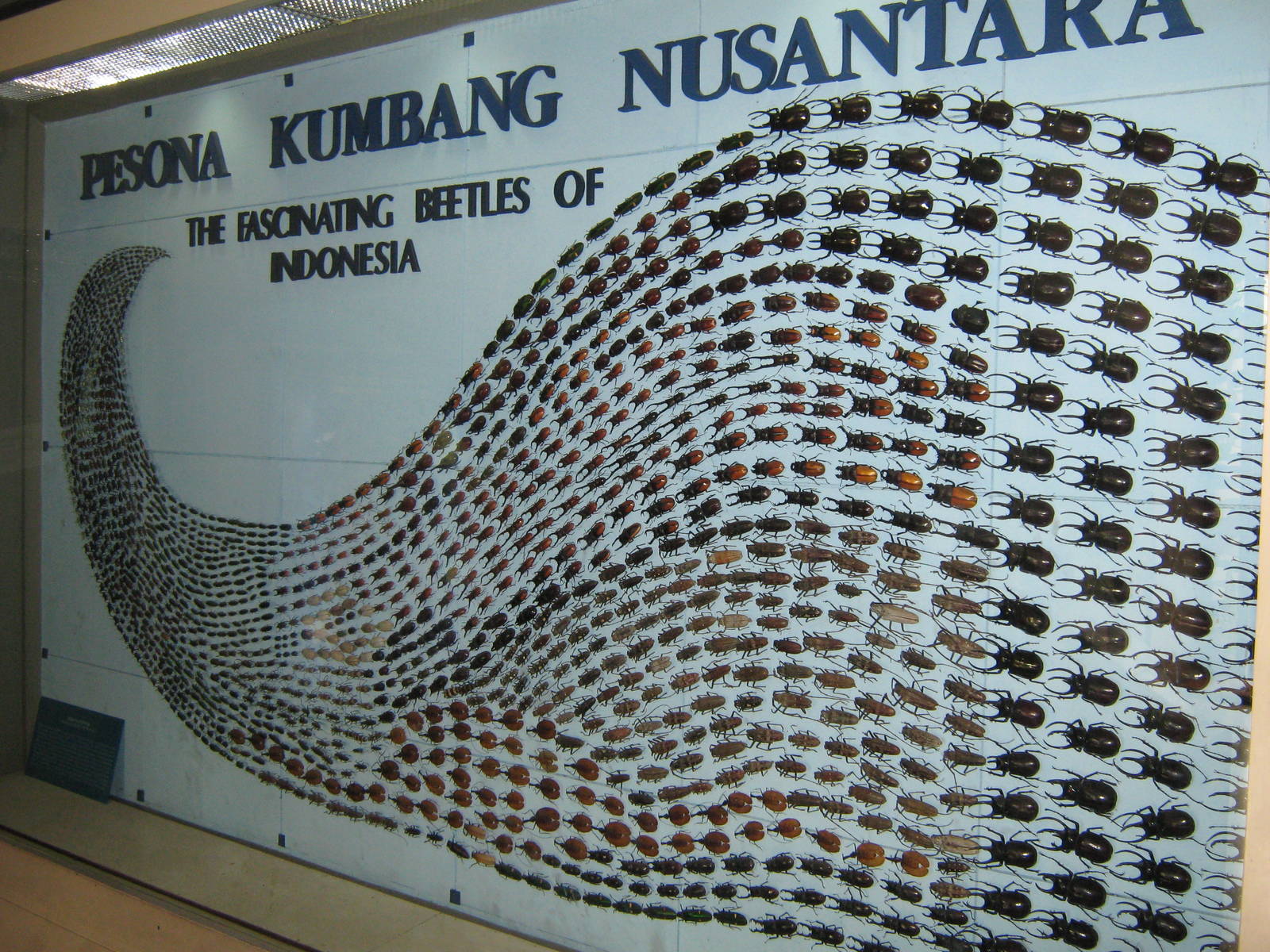 Indonesian beetle diversity display at the Insectarium