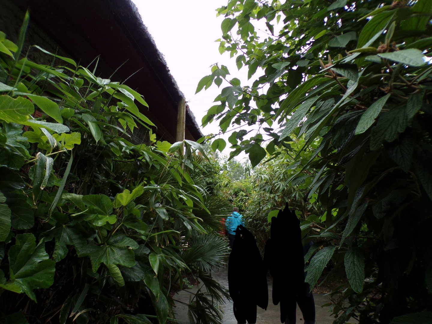 Indonesian bird walkthrough 29.6.24