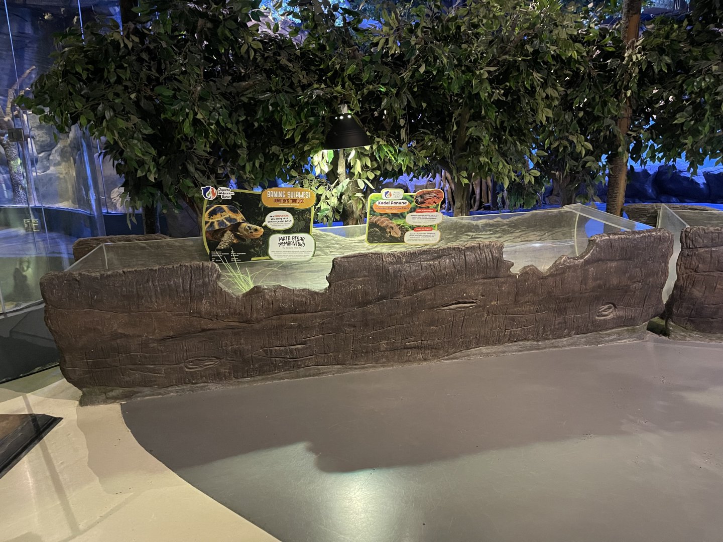 indonesian blue-tongued skink + forsten’s tortoise exhibit