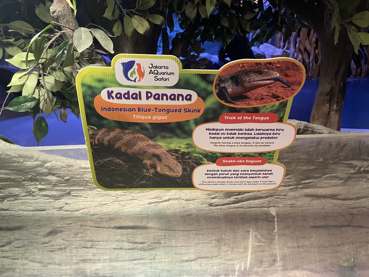 indonesian blue-tongued skink signage