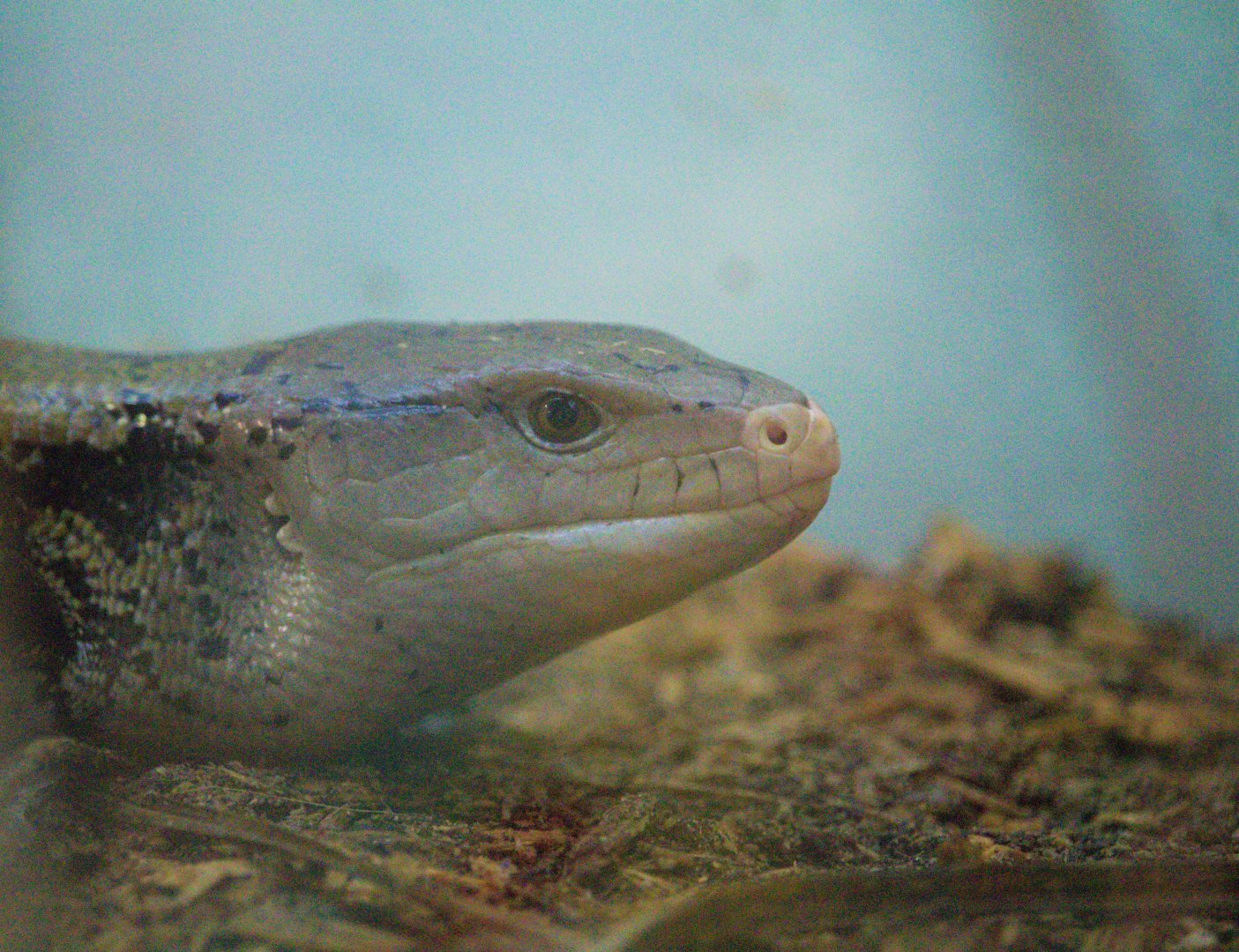 Indonesian Blue-tongued Skink (Tiliqua gigas gigas)- Old photo, 2018