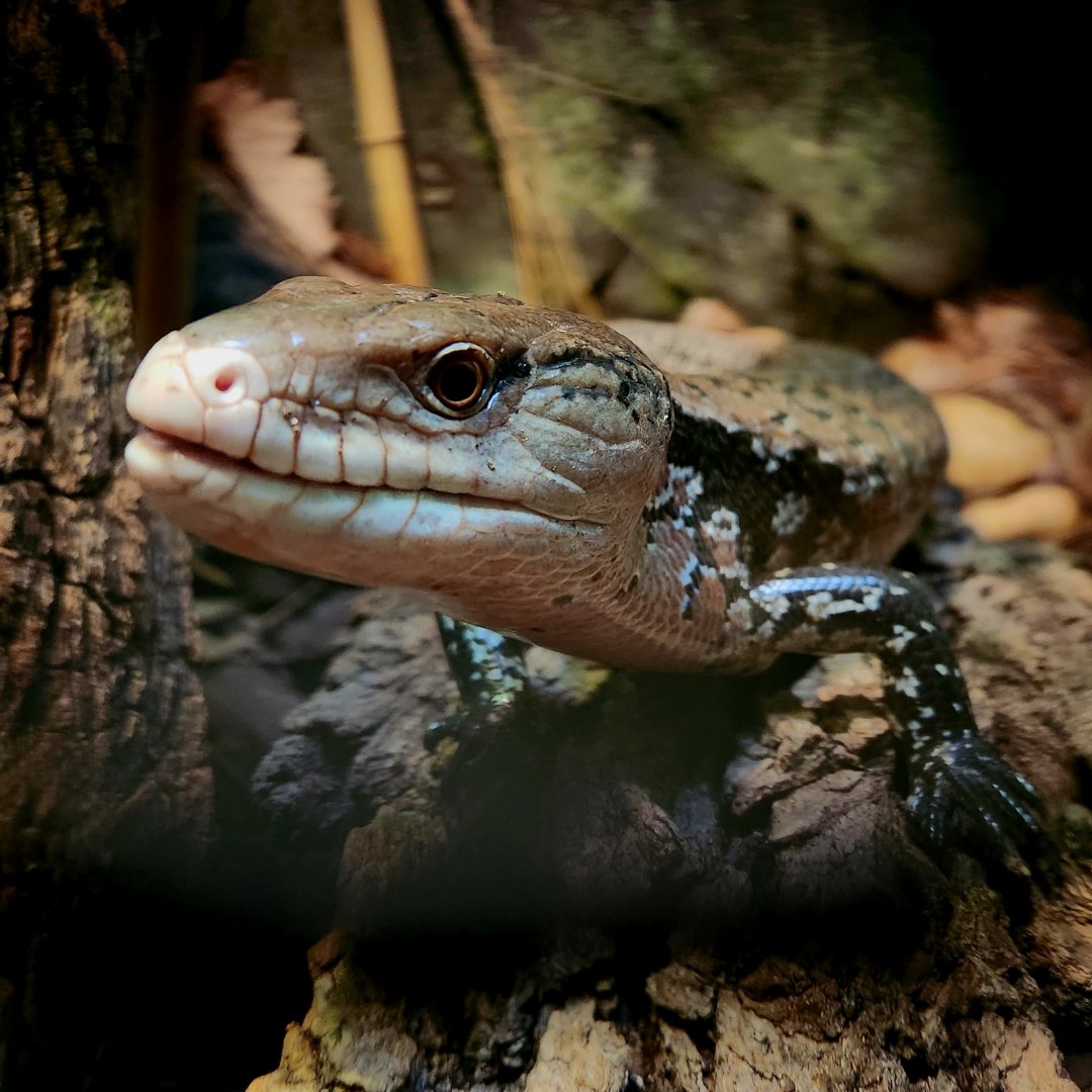 Indonesian Blue-Tongued Skink (Tiliqua gigas)