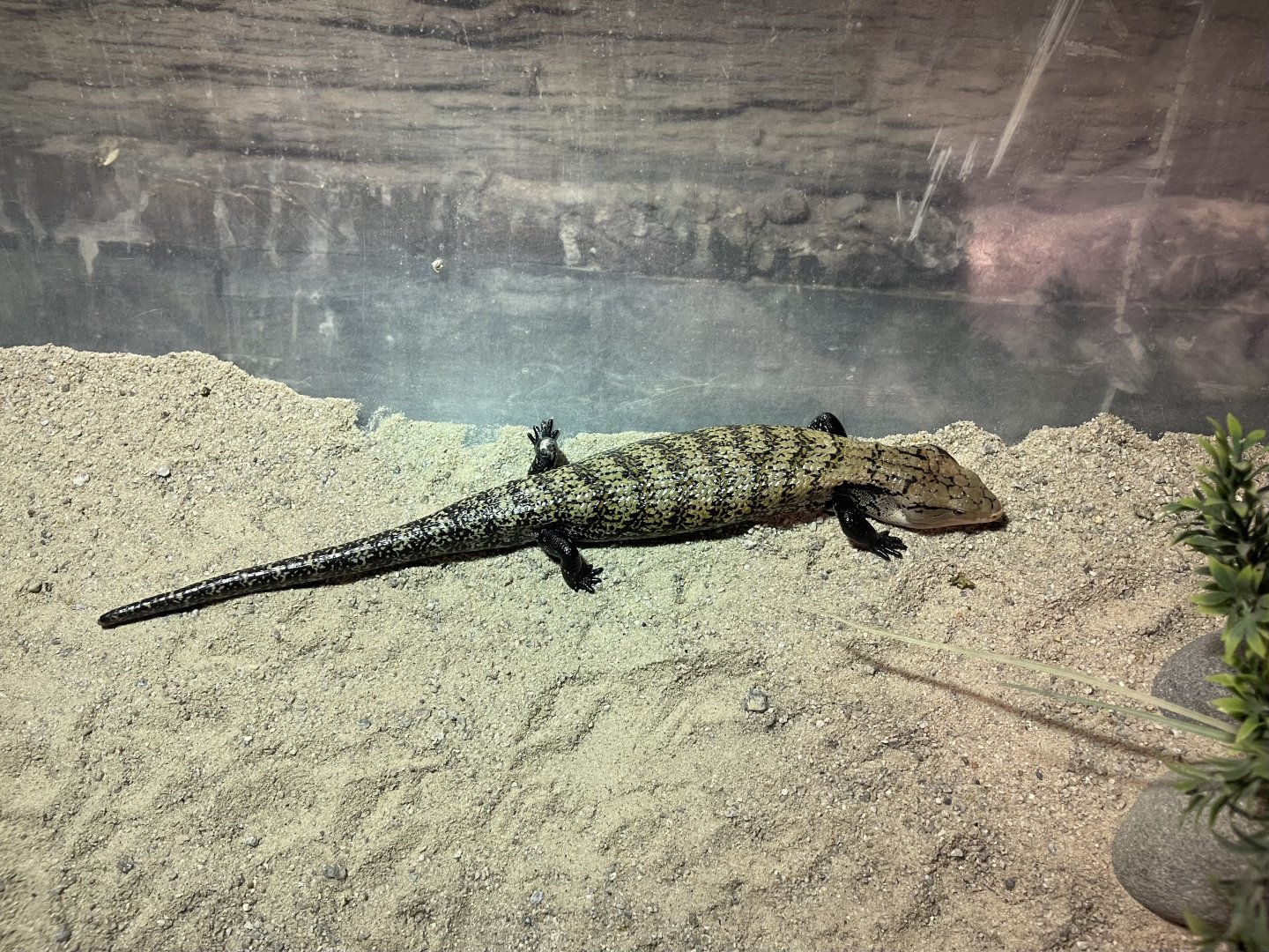indonesian blue-tongued skink (tiliqua gigas)