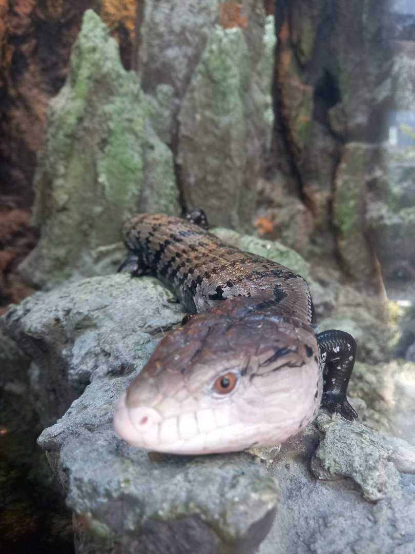 Indonesian Blue-Tongued Skink, Xpark Aquarium