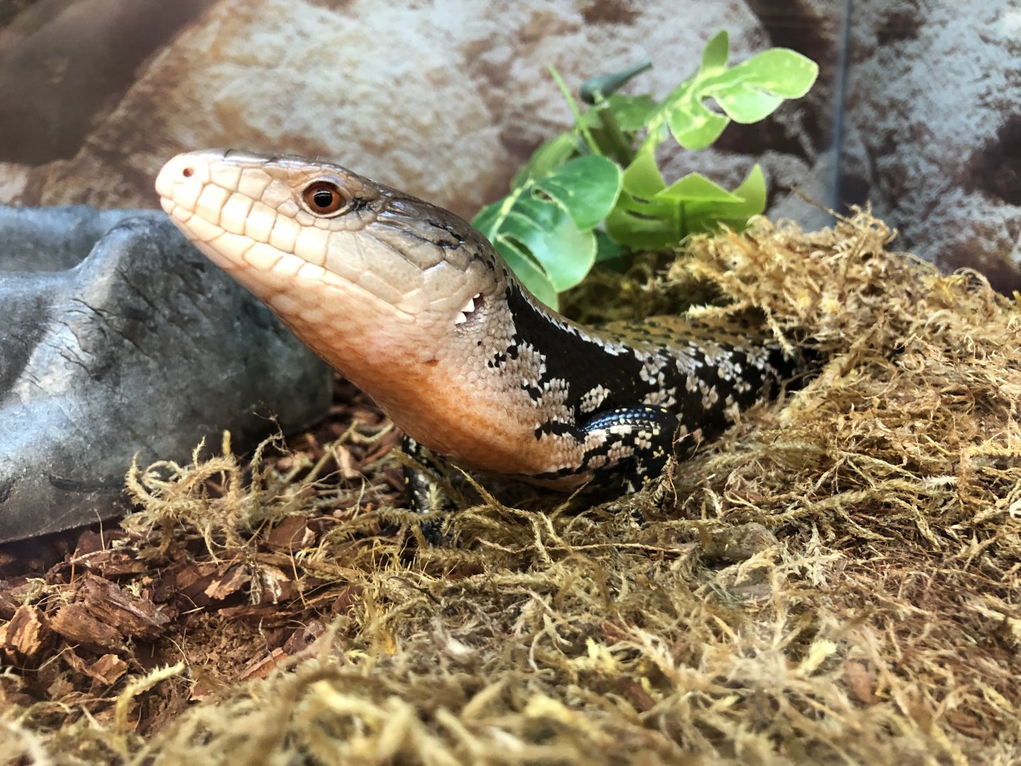 Indonesian blue-tongued skink