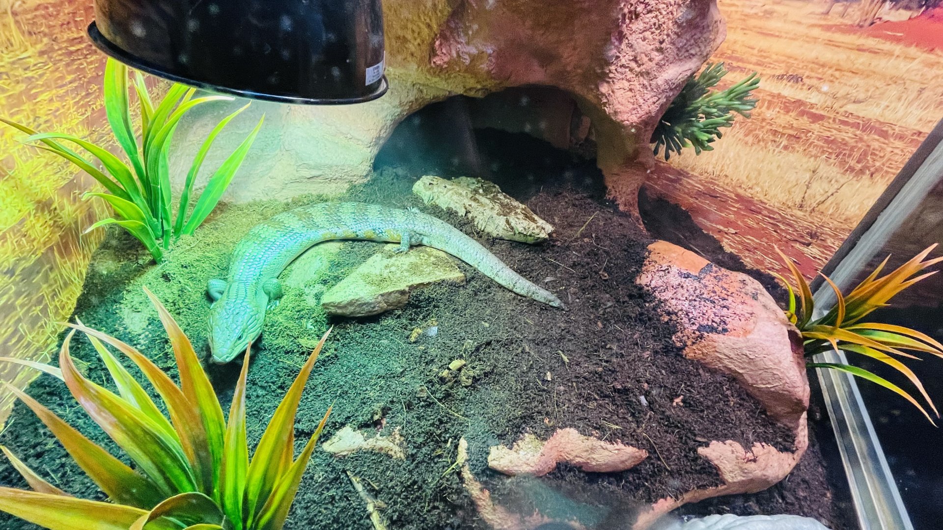 Indonesian Blue-Tongued Skink