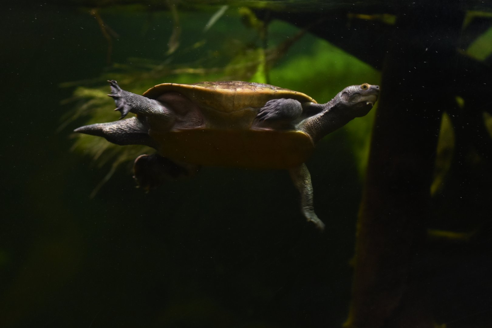 Indonesian box turtle Cuora amboinensis couro