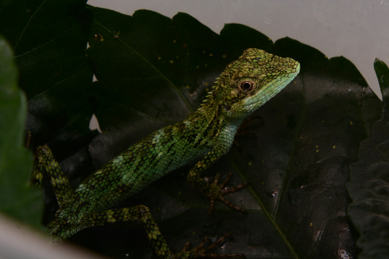 Indonesian false bloodsucker (Pseudocalotes tympanistriga)