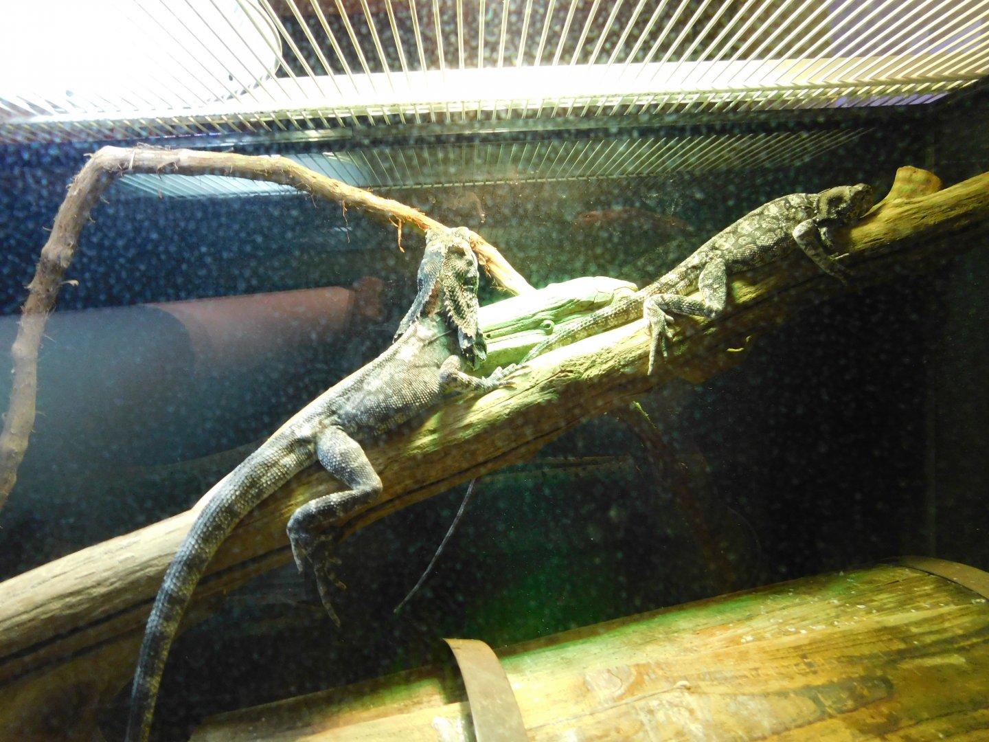 Indonesian Frilled Dragon