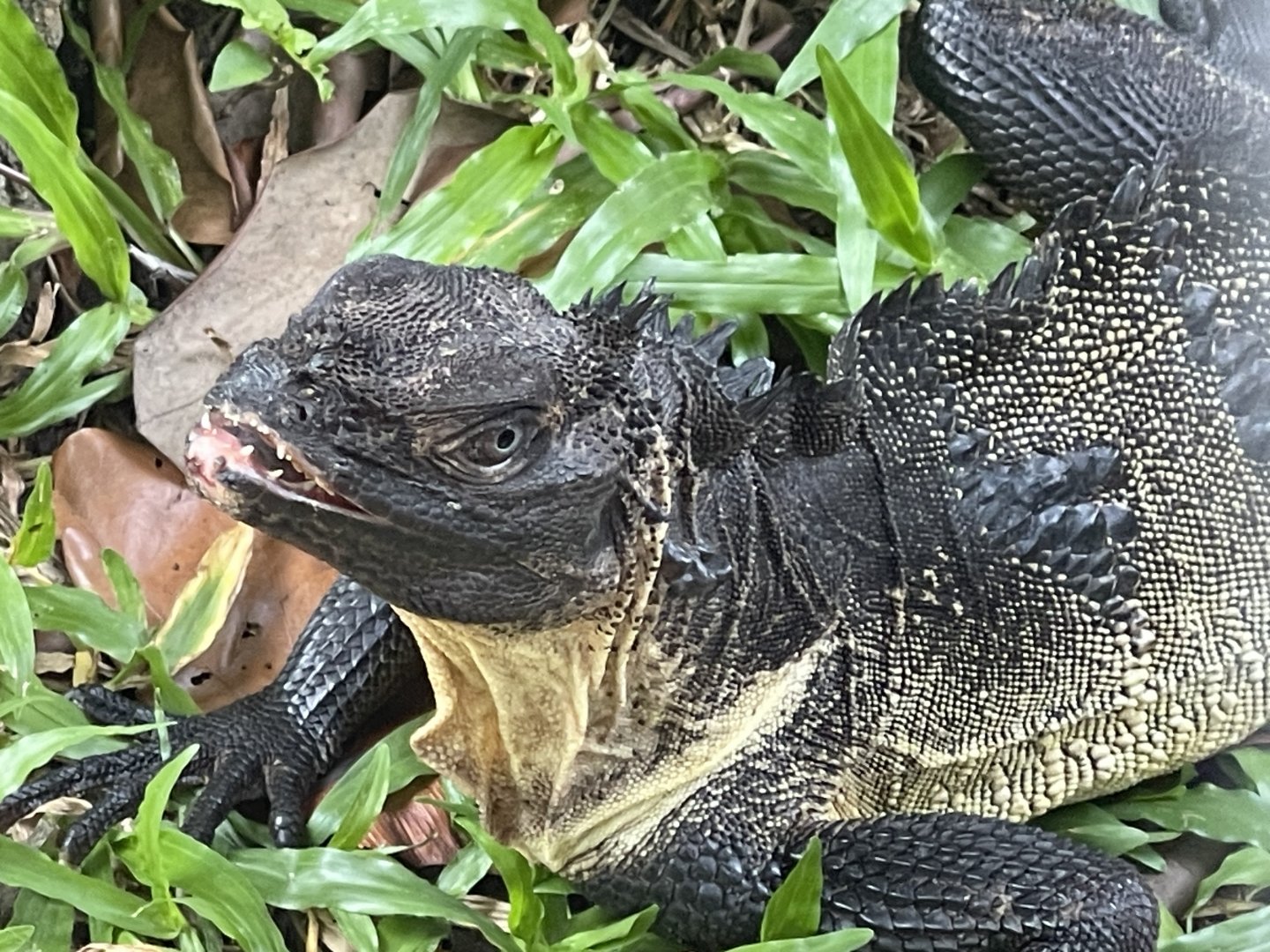 indonesian giant sailfin dragon (hydrosaurus microlophus) - museum komodo