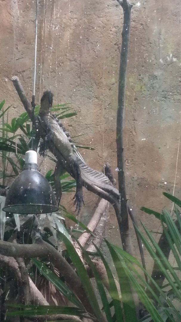 Indonesian giant sailfin dragon (Hydrosaurus microlophus)