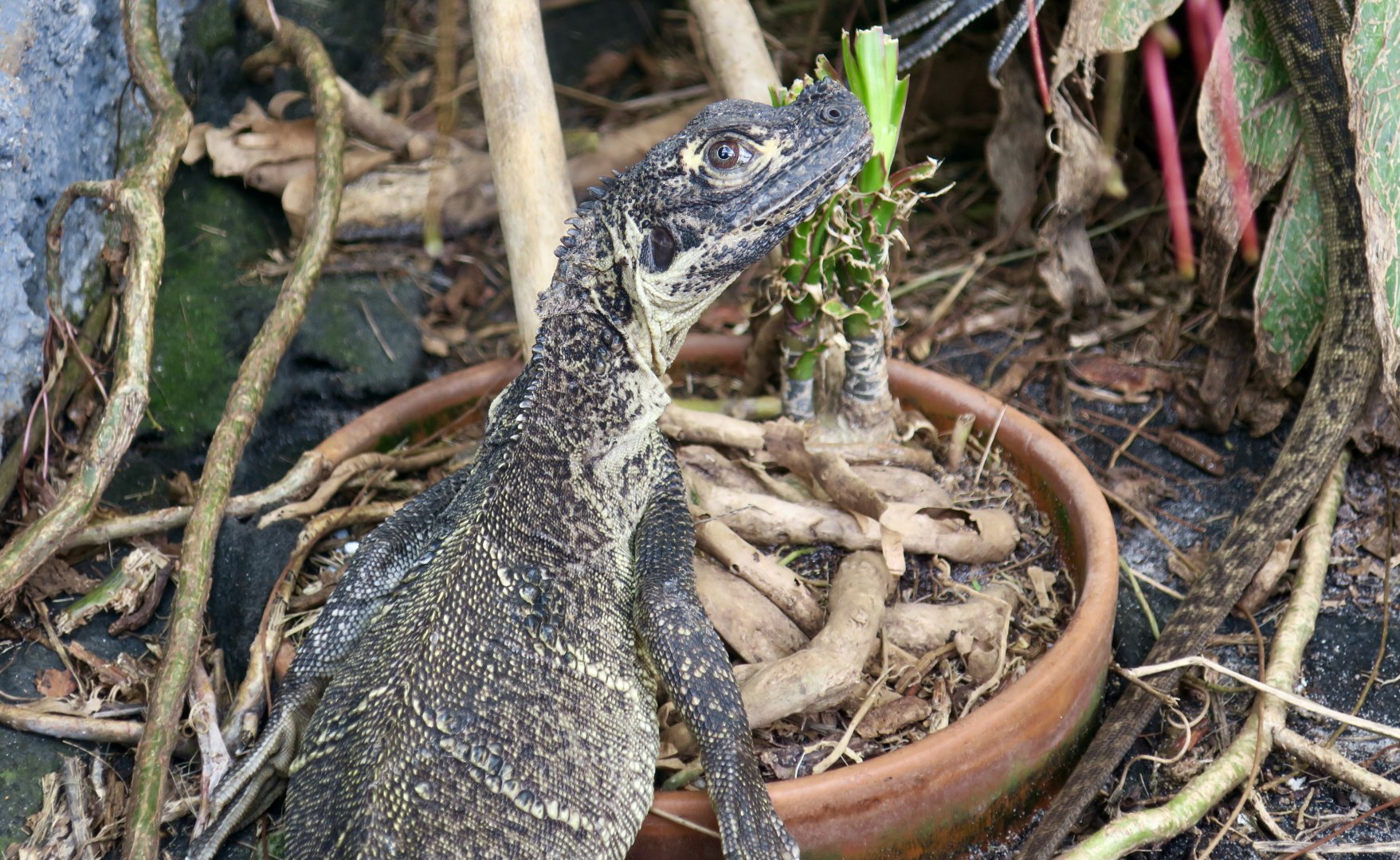 Indonesian Giant Sailfin Lizard (Hydrosaurus microlophus)