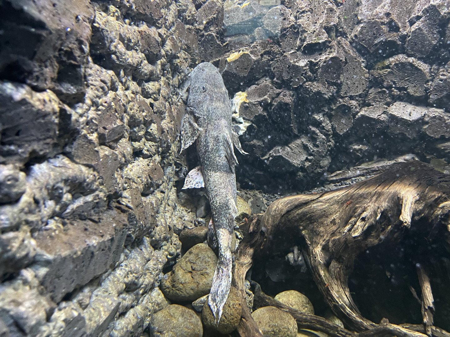 indonesian goonch catfish (bagarius lica) - dunia air tawar