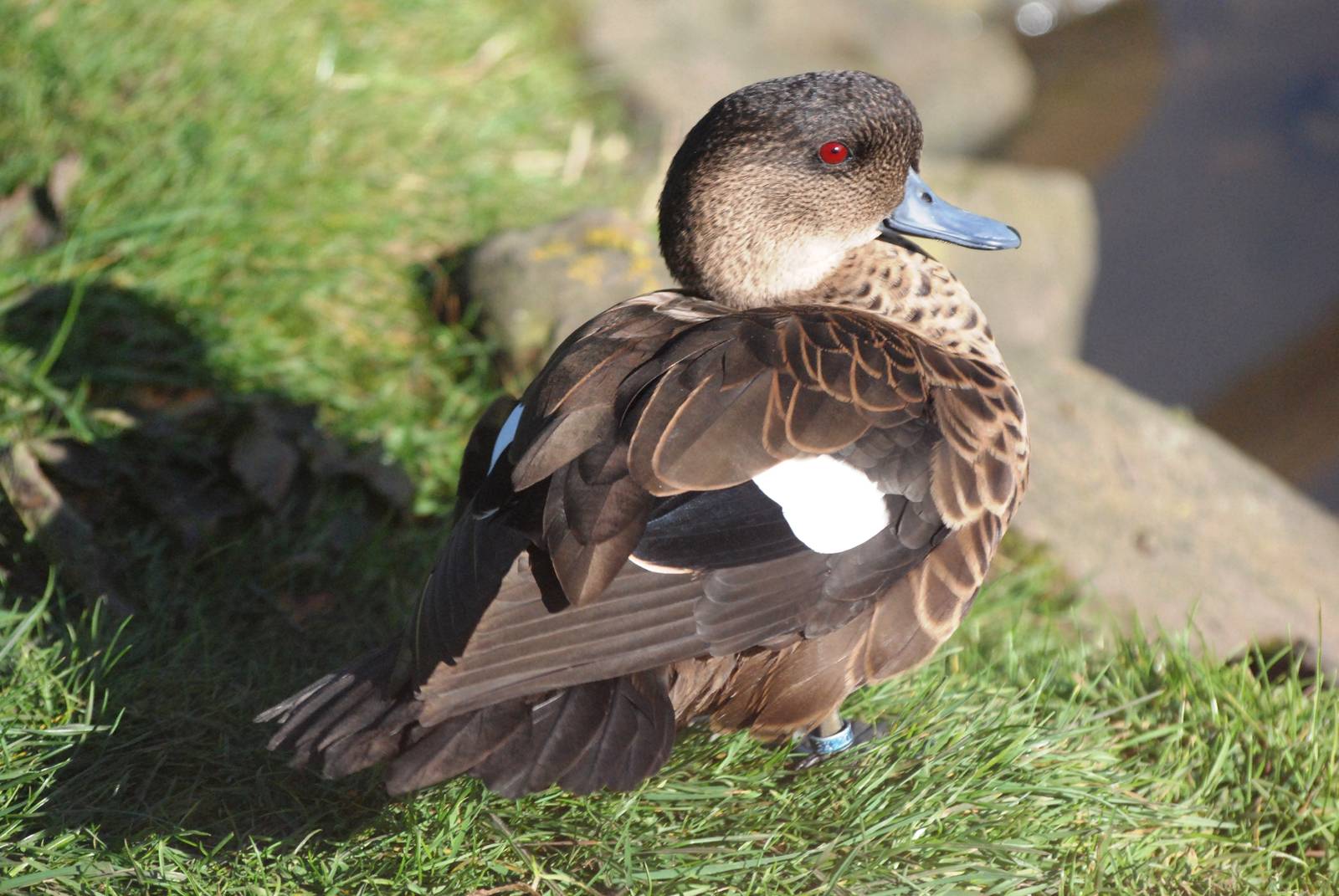 Indonesian Grey Teal at Blackbrook, 21/10/12