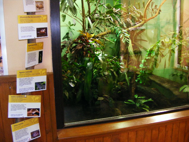 indonesian Herp flat share