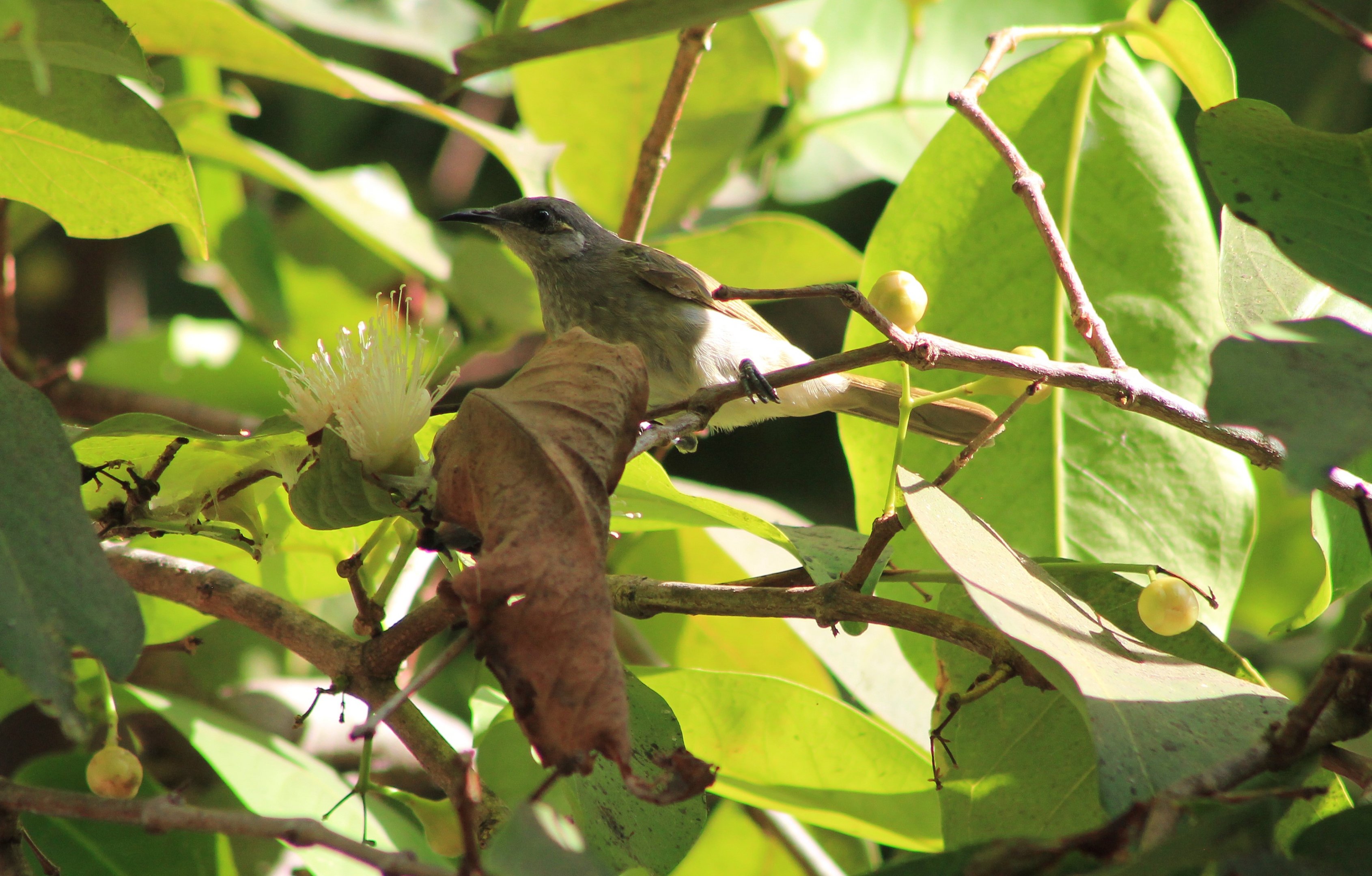 Indonesian Honeyeater (Lichmera limbata)