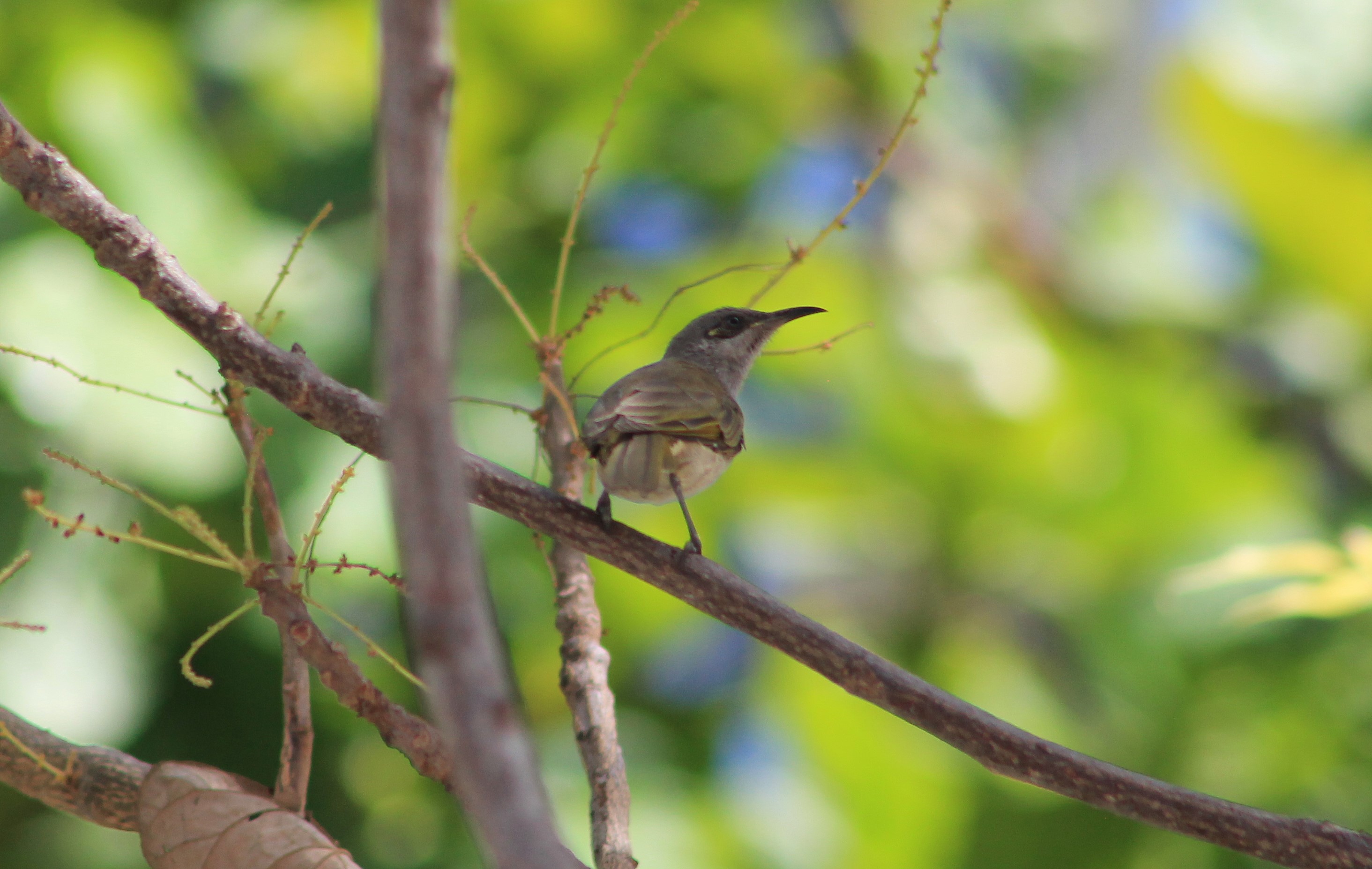 Indonesian Honeyeater (Lichmera limbata)