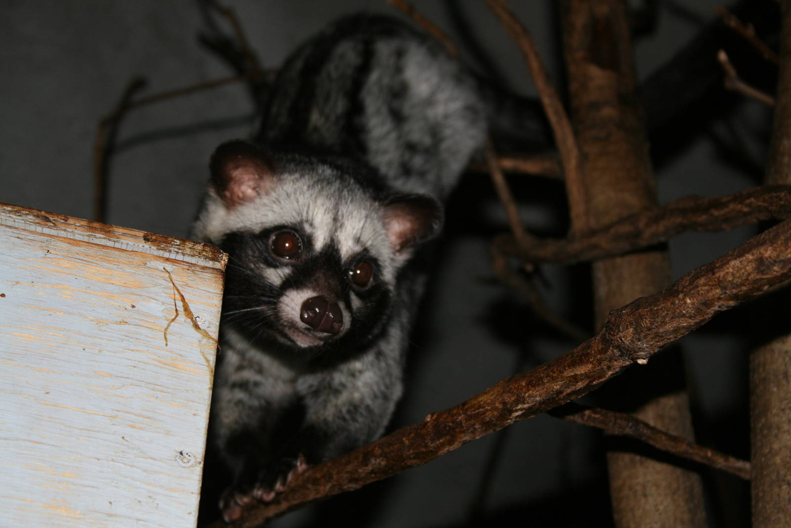 indonesian jungle -civet