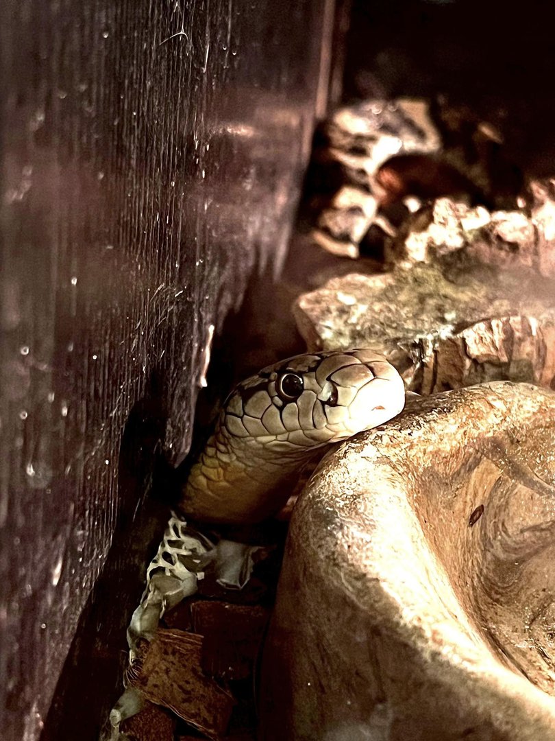 Indonesian King Cobra (Ophiophagus hannah)