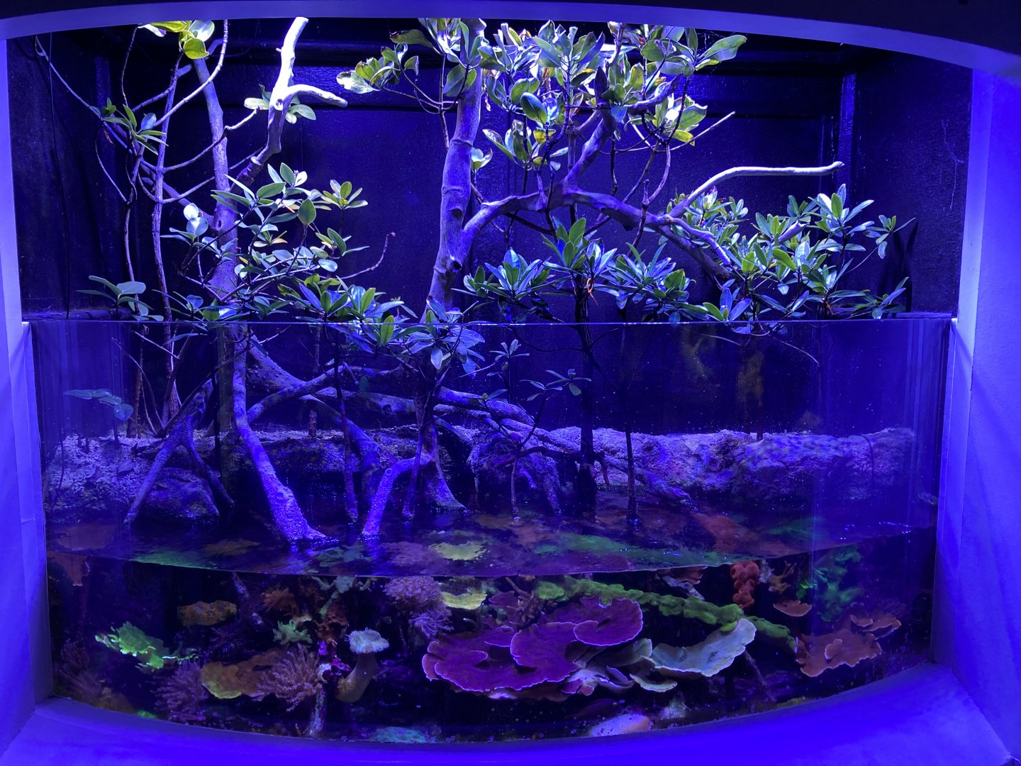 Indonesian mangrove exhibit