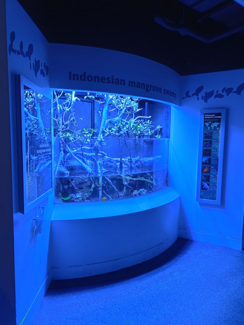 Indonesian Mangrove Swamp paludarium