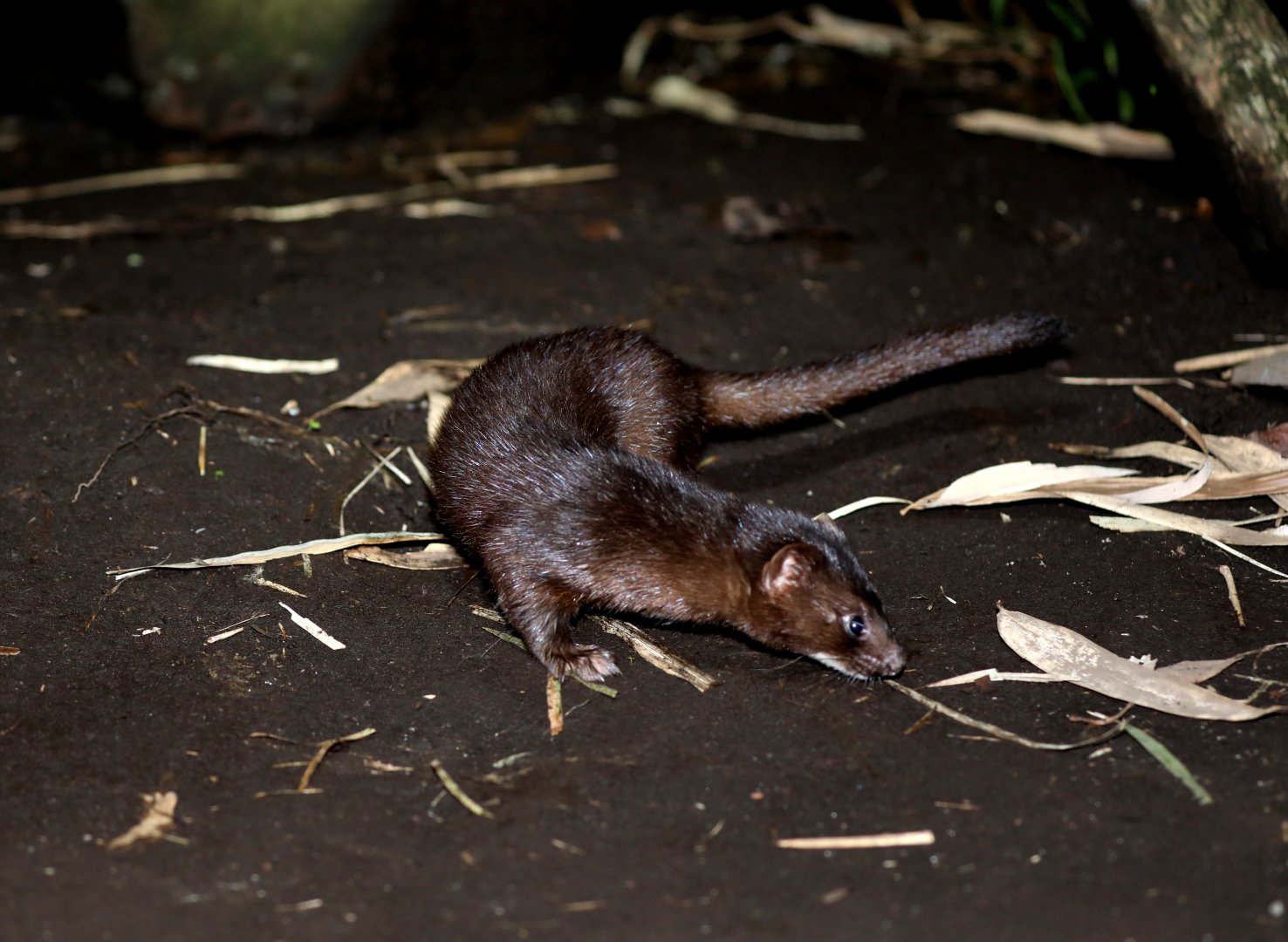 Indonesian mountain weasel (Mustela lutreolina)