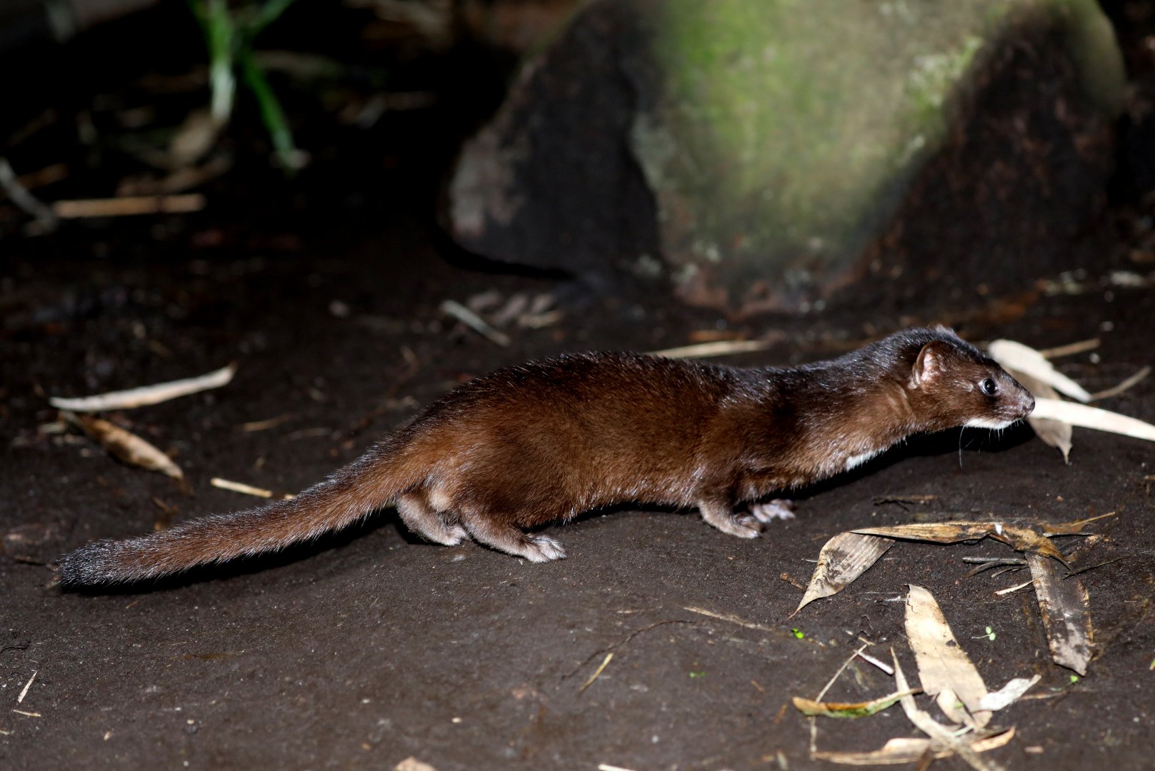 Indonesian mountain weasel (Mustela lutreolina)