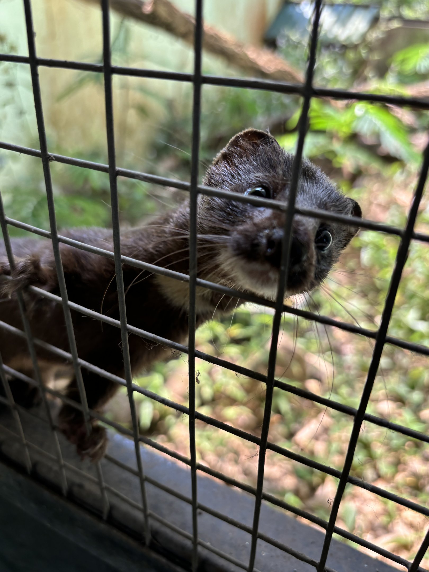 Indonesian Mountain Weasel (off-show)