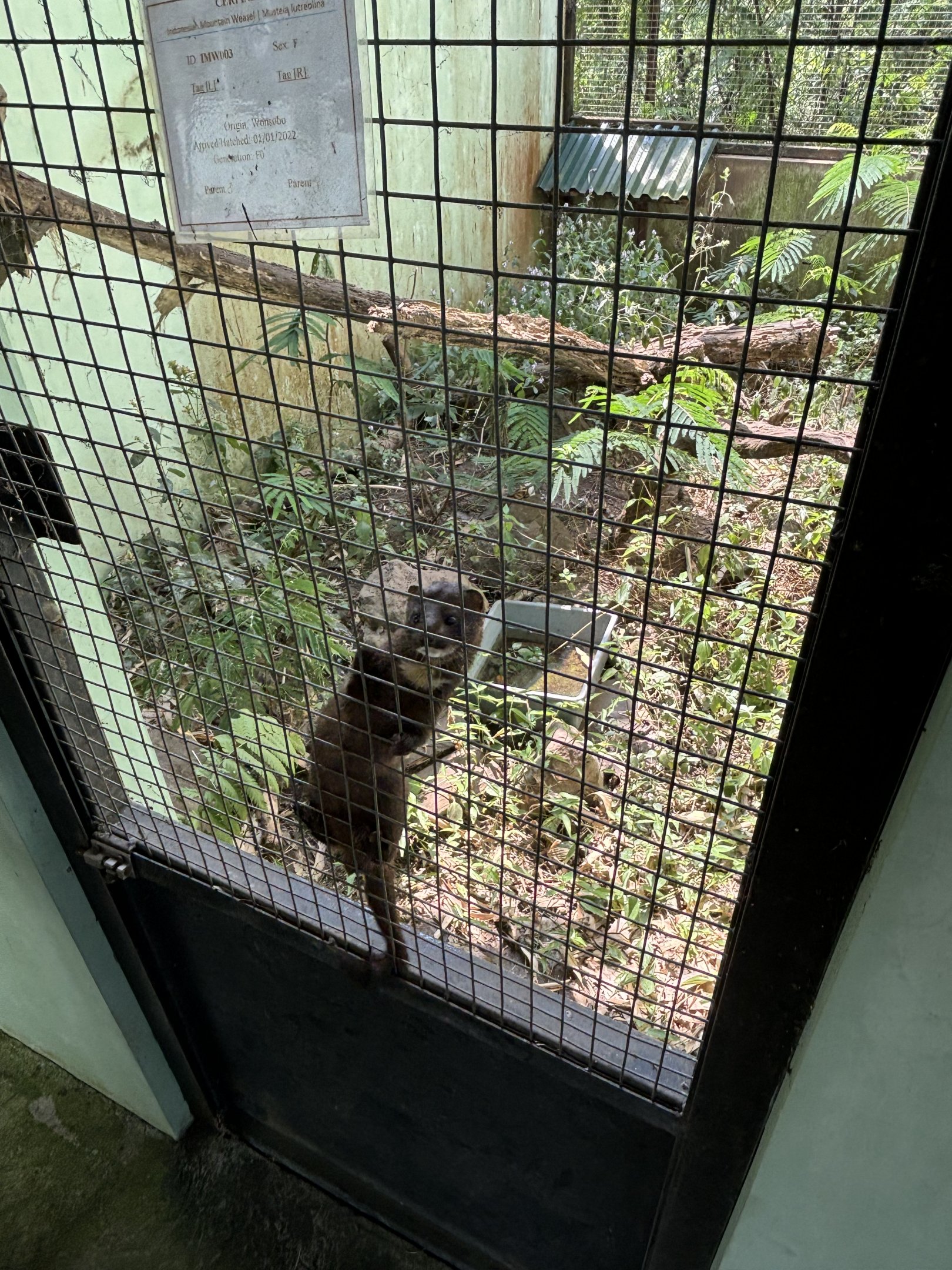 Indonesian Mountain Weasel - Prigen Conservation Breeding Ark