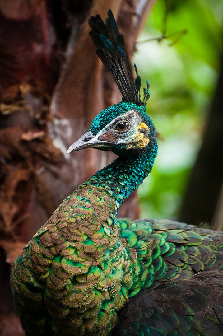 Indonesian peafowl (Pavo muticus)