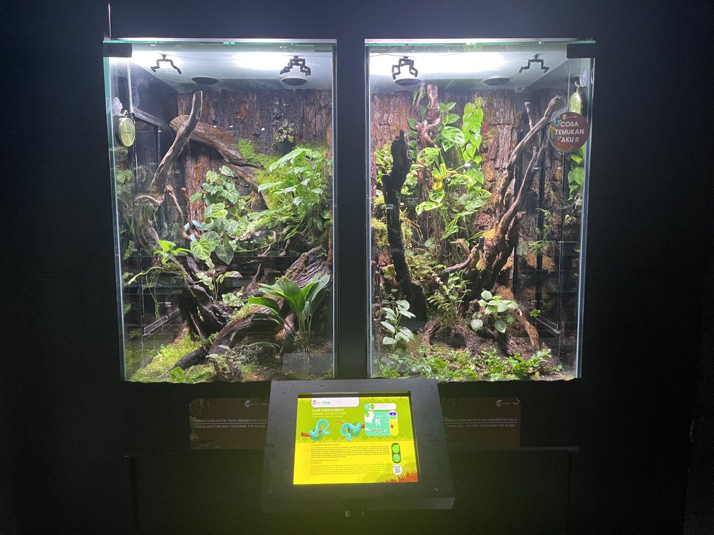 indonesian pit viper exhibits - museum komodo